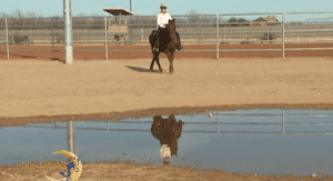 Horse Master with Julie Goodnight