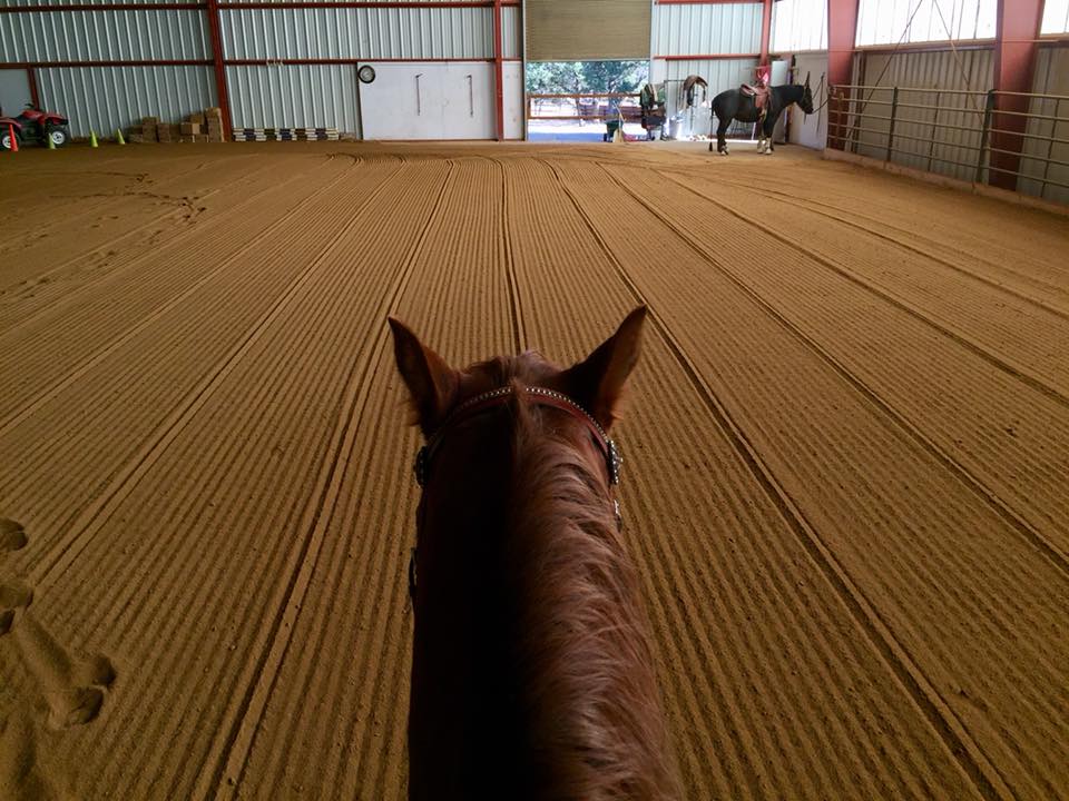 Looking between the ears of Annie to an indoor arena.