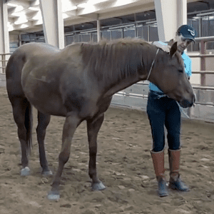 Julie with horse on the ground with neck rope.