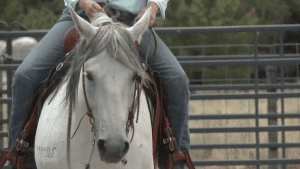 Apple, the horse starring in this episode.