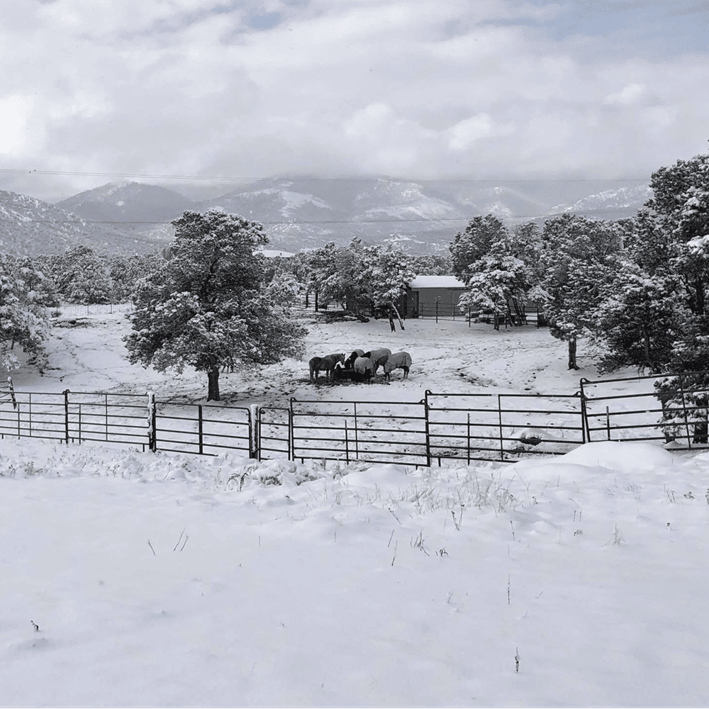 Horses in a snowy field at Julie's ranch.