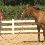 Horse Master with Julie Goodnight