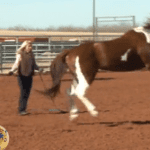 Horse Master with Julie Goodnight