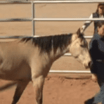 Horse Master with Julie Goodnight