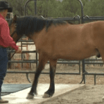 Horse Master with Julie Goodnight