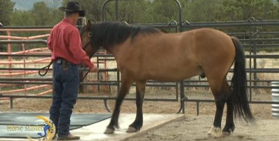Horse Master with Julie Goodnight
