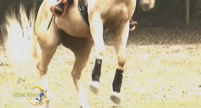 Horse Master with Julie Goodnight