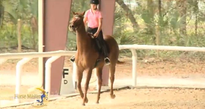 Horse Master with Julie Goodnight