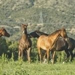 Julie's herd
