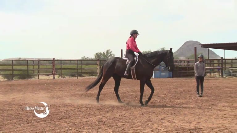 episode 918 collection at the canter