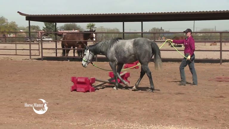 Owner leading horse over obstacles.