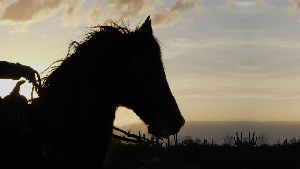 horse silhouette against sunset