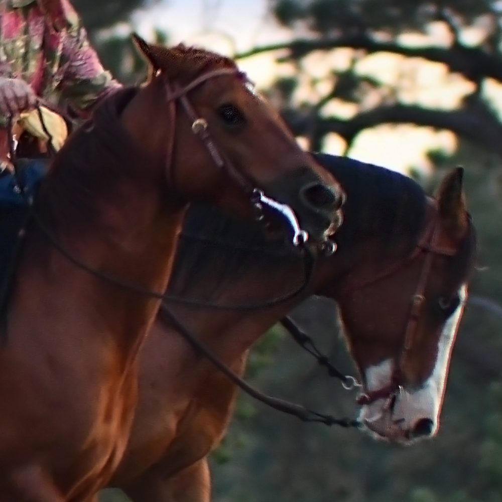 horses next to each other looking agitated