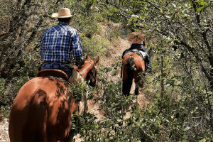Trail riding through bushes.