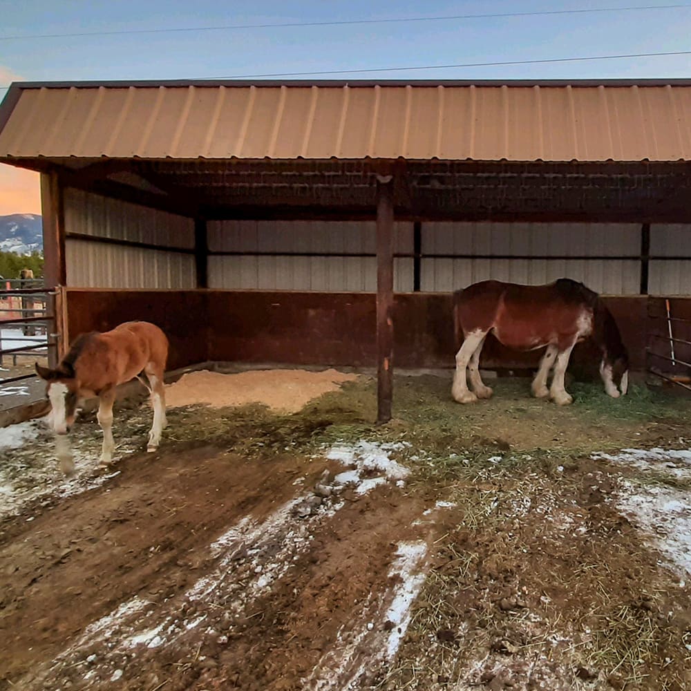 Mamma Joy and baby Remi at Julie's ranch.