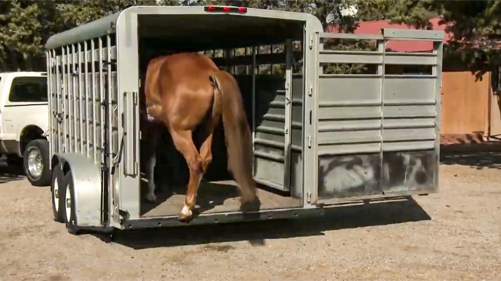 Trailering Checklist Part 2: Is Your Horse Ready to Hit the Road?