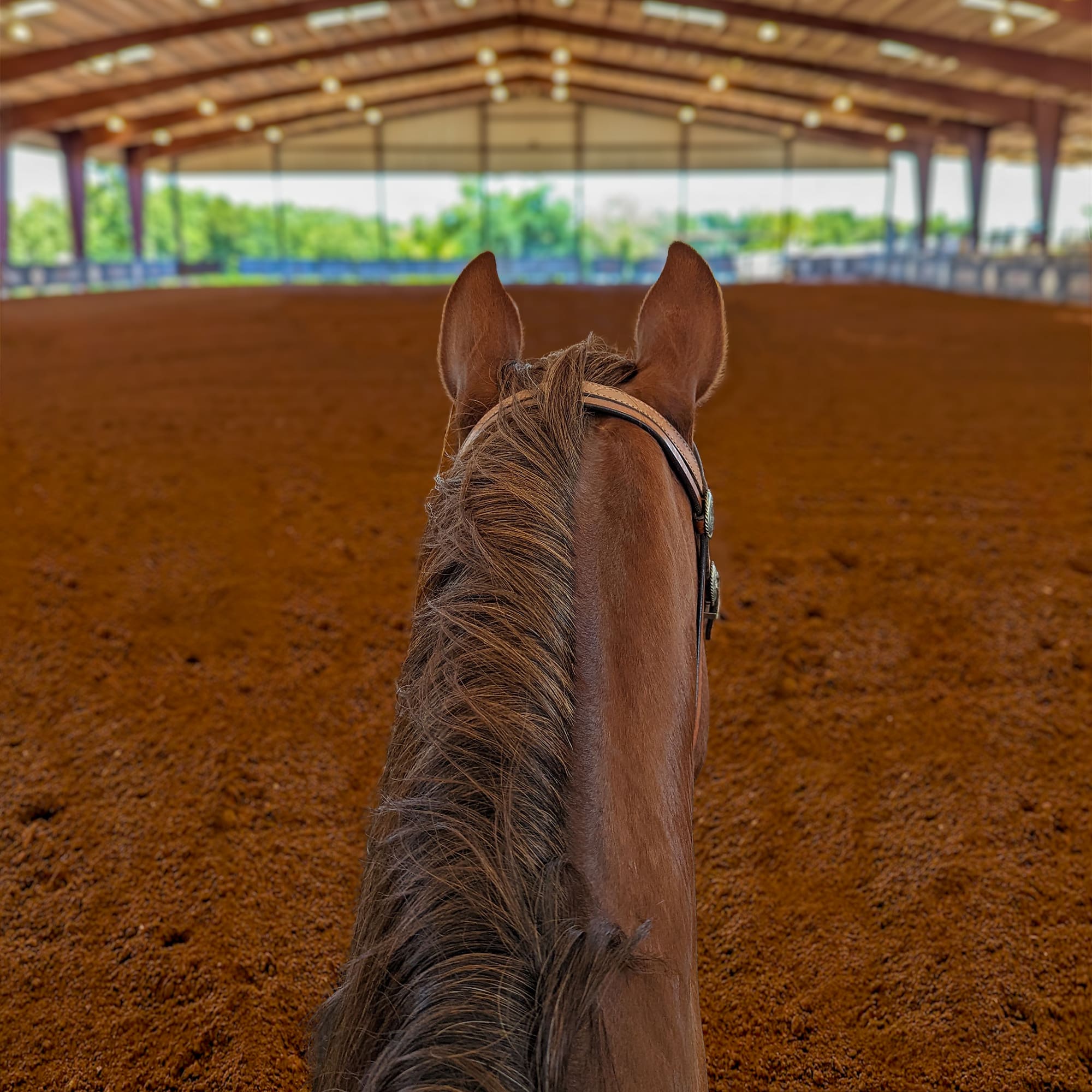 Horse Goals or Bust Part 7: It's Go Time! | Julie Goodnight Academy