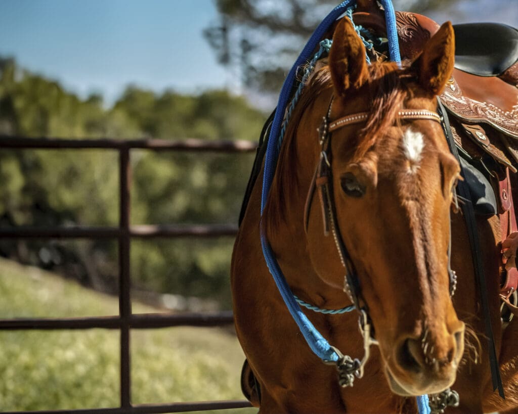 Closeup of Julie's mare, Annie.
