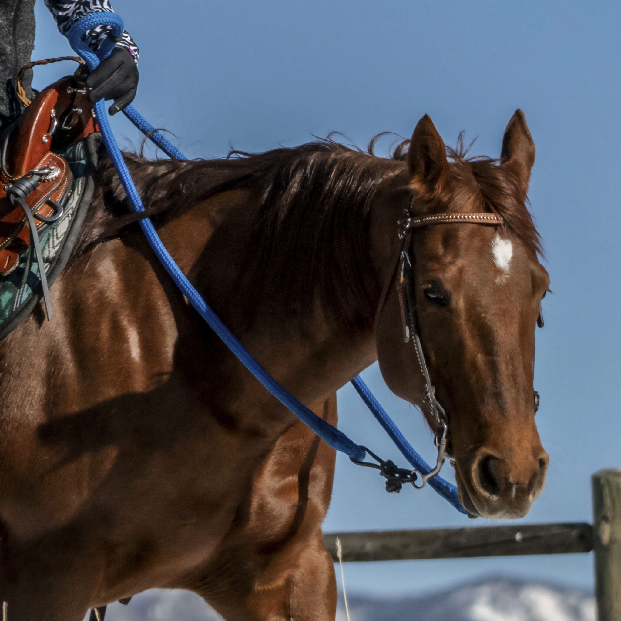 How Horses Learn to “Read” Humans