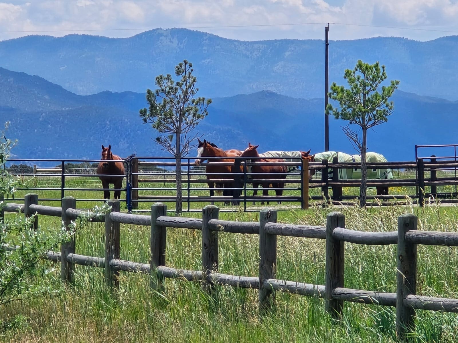 June 2025 Horse Report