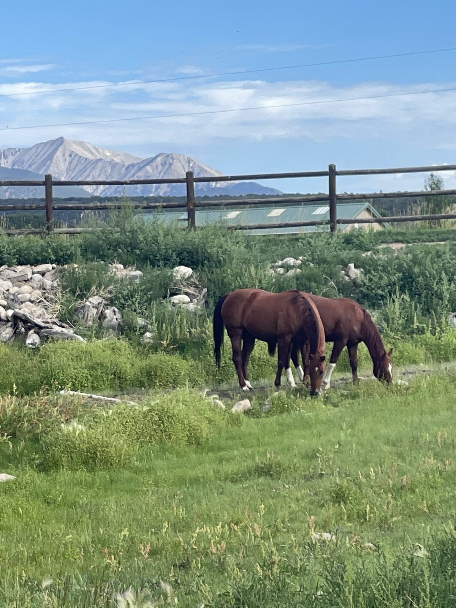 July 2025: Horse Report