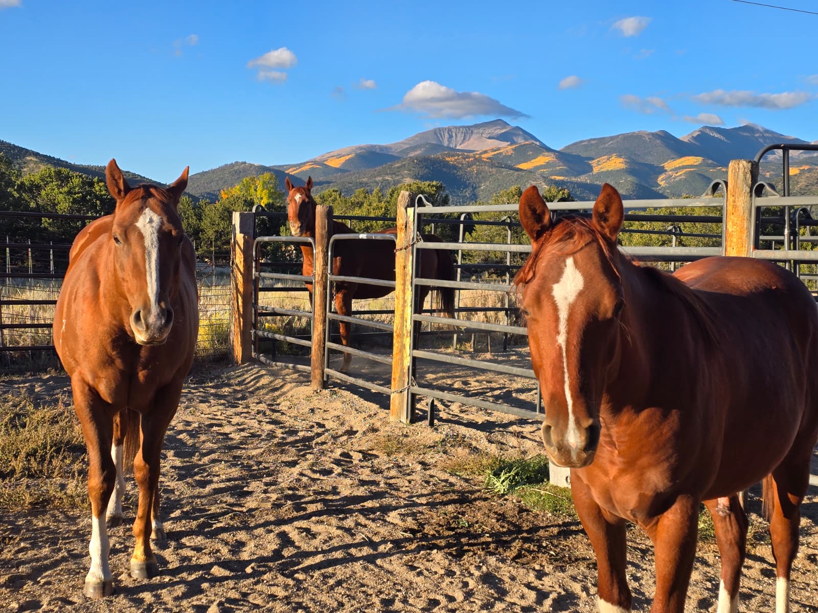 Horse Report: September 2025