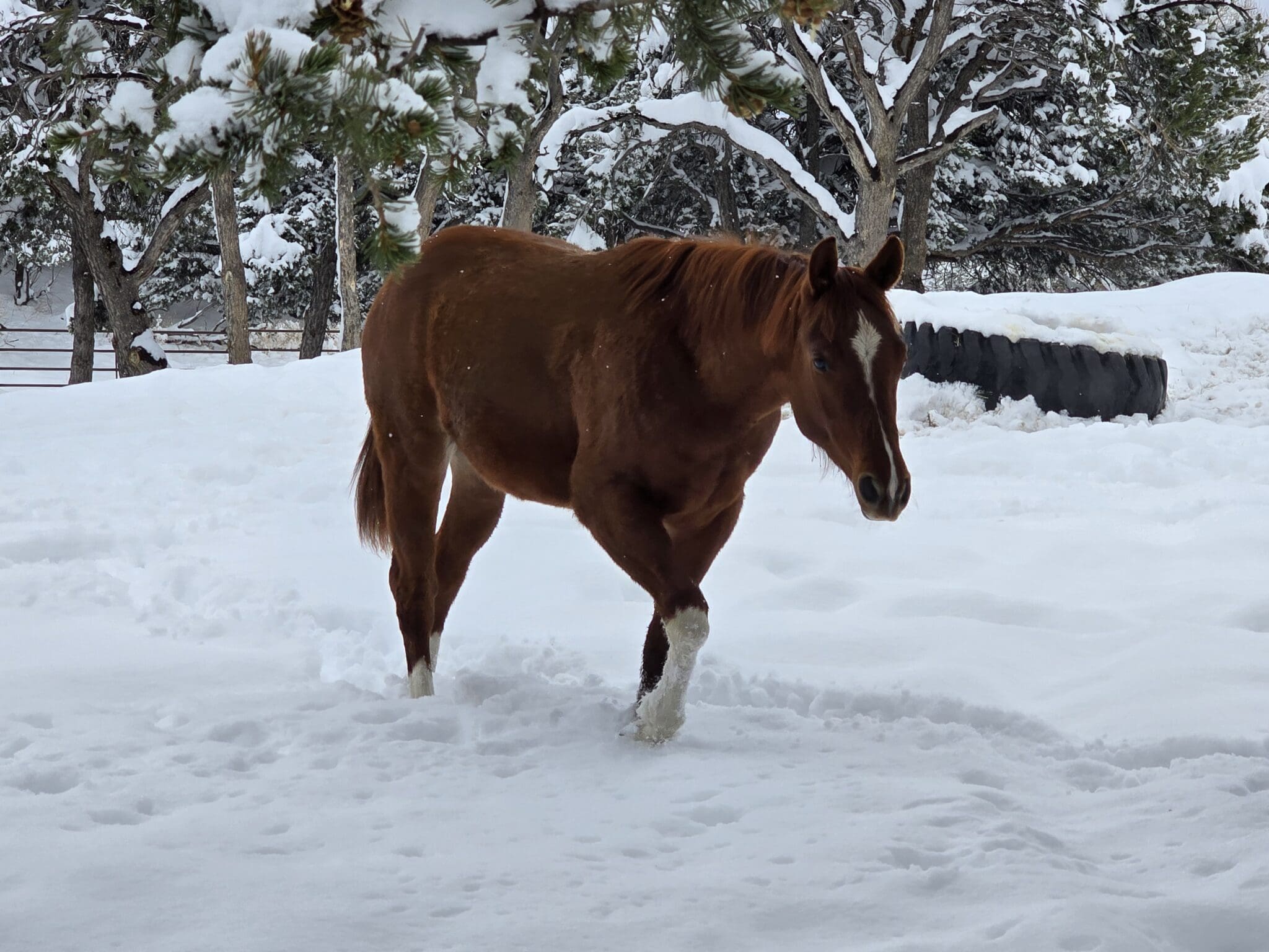 Preparing Your Horse and Barn for Winter