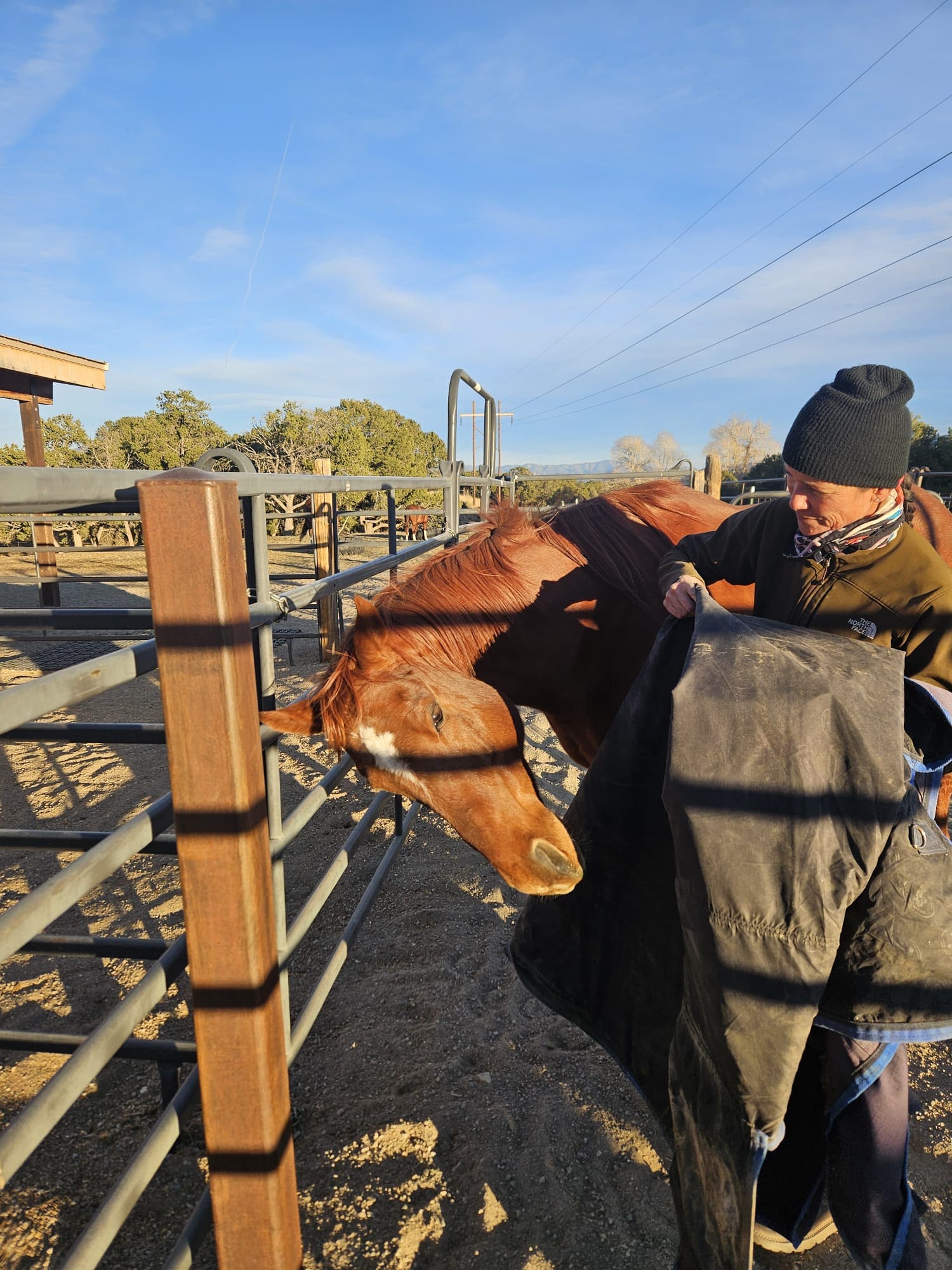 Horse Report - November 2025